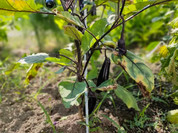 収穫直前の茄子